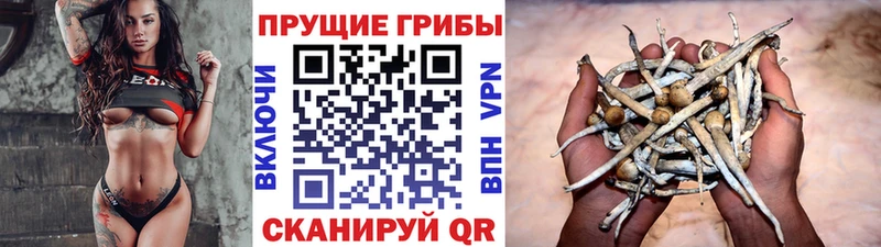 Псилоцибиновые грибы мицелий сколько стоит Северск