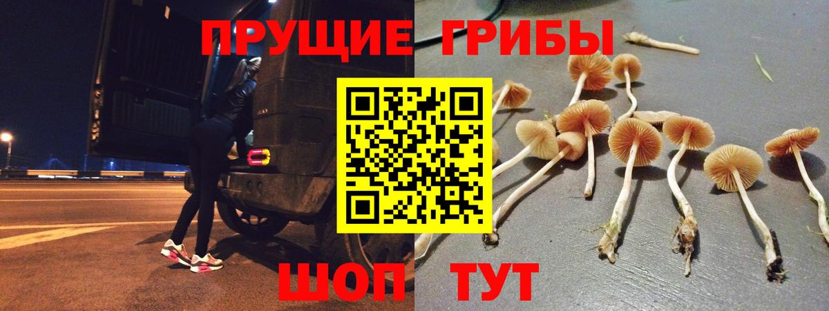Северск  где купить   Вход с VPN  Галлюциногенные грибы Psilocybe 
